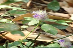 Haplanthodes nilgherrensis